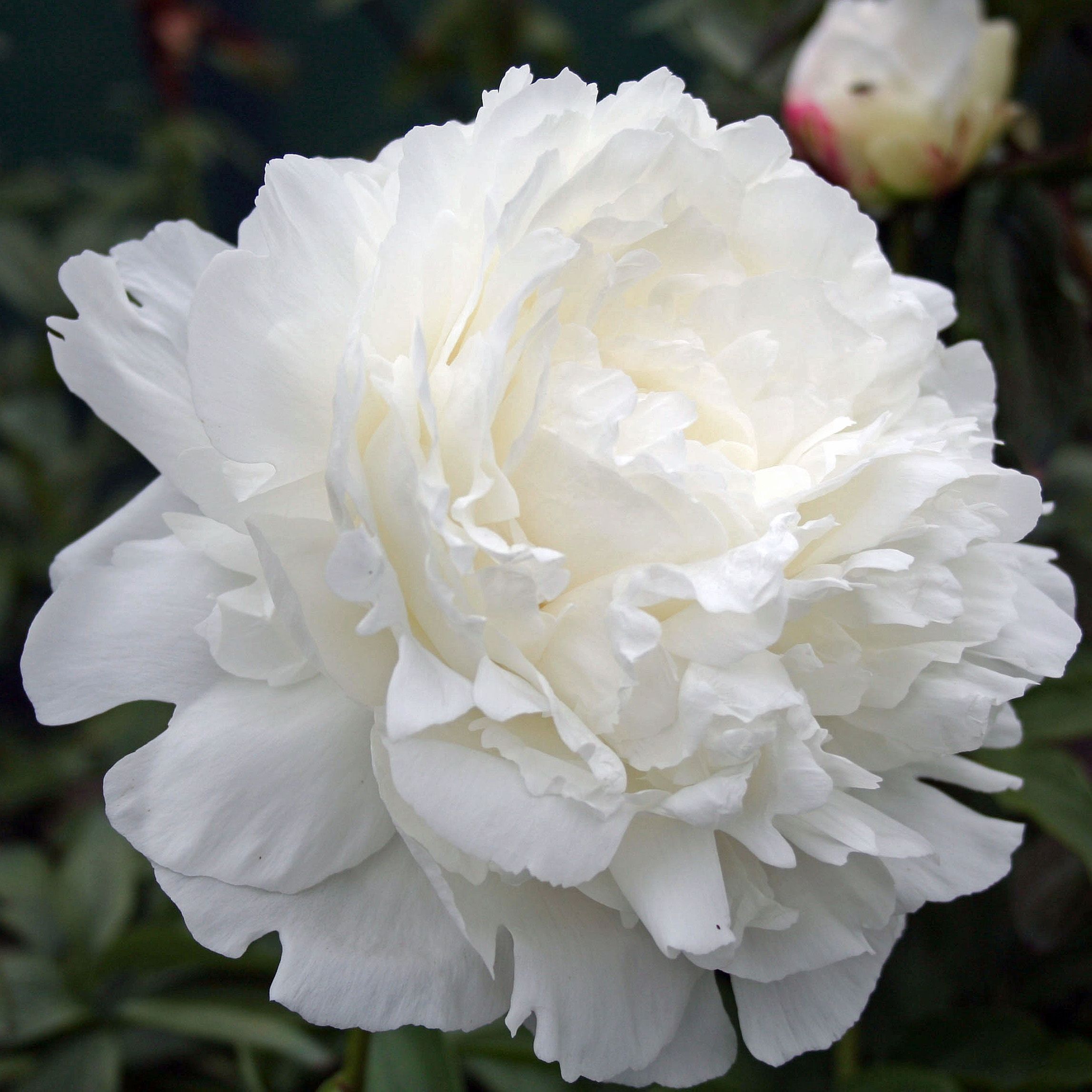 Paeonia lactiflora 'Mrs J.V. Edlund'